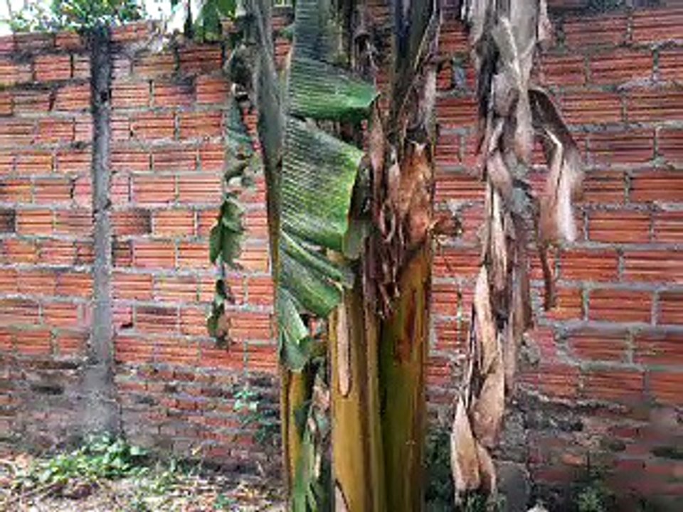 bananeira soltando o cacho