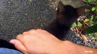 Black kitten with white cat
