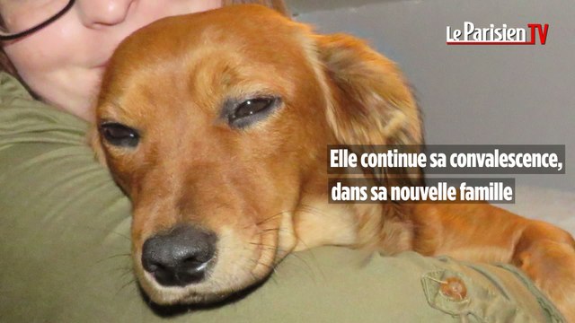 Des nouvelles de Noisette, la chienne poignardée