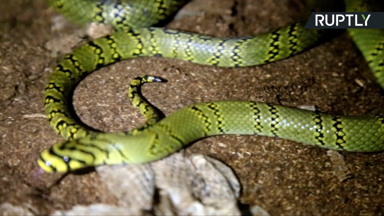 Chinese Scientists Breed One of the Planet's Rarest Snakes