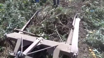 Sorgun'da Patates Hasadı Başladı