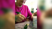 Une femme nourrit des bébés oiseaux !