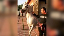 Ce jeune cheval est très content de sortir !