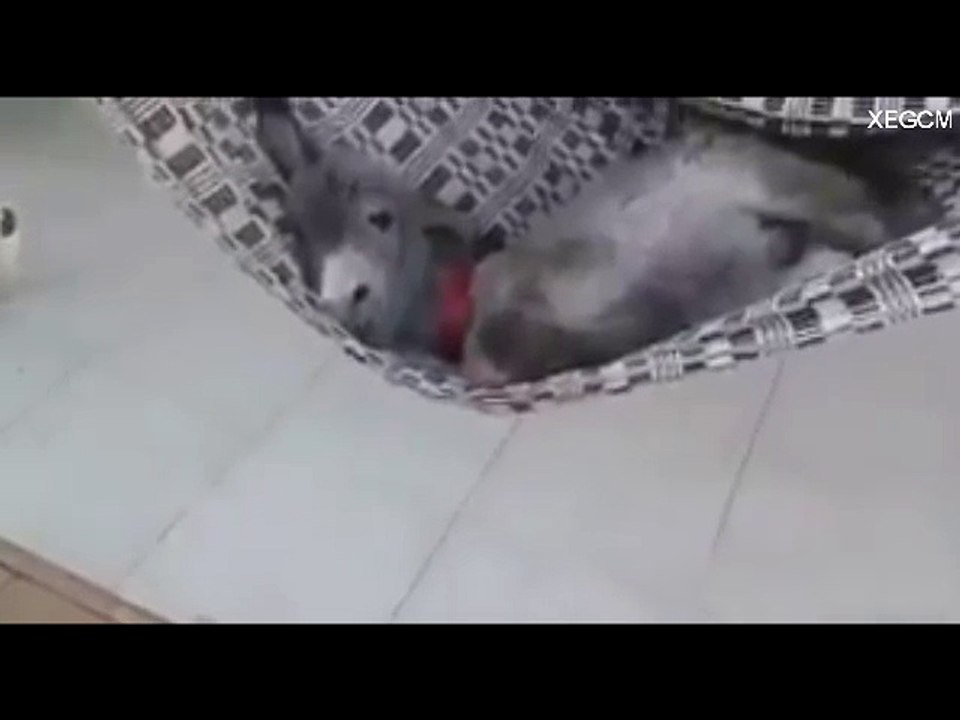 Ahora que es un burro feliz en una hamaca
