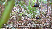 8 màn tán tỉnh tìm kiếm bạn tình dị hết chỗ nói của các loài chim lạ trong tự nhiên