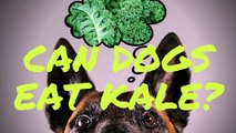 Can Dogs Eat Kale? mmmm