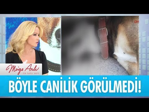 Hayvanlara yapılan şiddete hep birlikte karşı çıkalım- Müge Anlı İle Tatlı Sert 5 Ekim