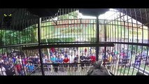 SUARA BURUNG : Aksi Panggung Kacer BengBeng Gacor Juara Nasional Milik Agung Aji Batam