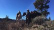 2016 Idaho Rifle Elk Hunt