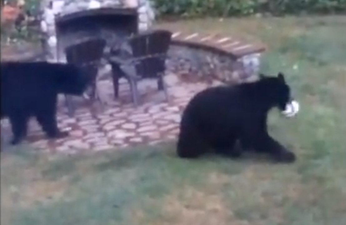Two Bears Caught Playing Ball in Fall City, Washington