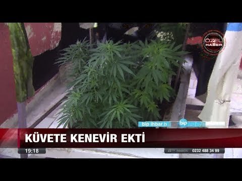 Terasta Kenevir Bahçesi - 9 Ağustos 2017