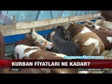 Kurban fiyatları ne kadar? - 17 Ağustos 2017