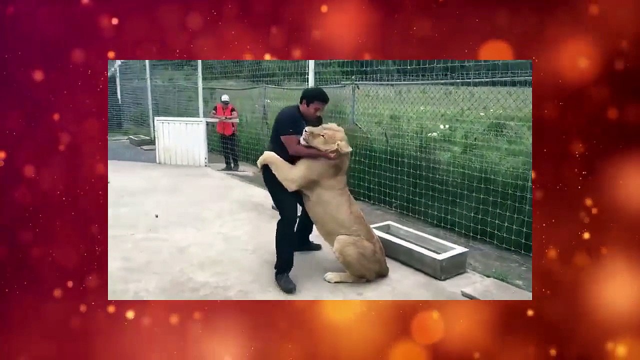 Lion's reaction to the man who adopted her