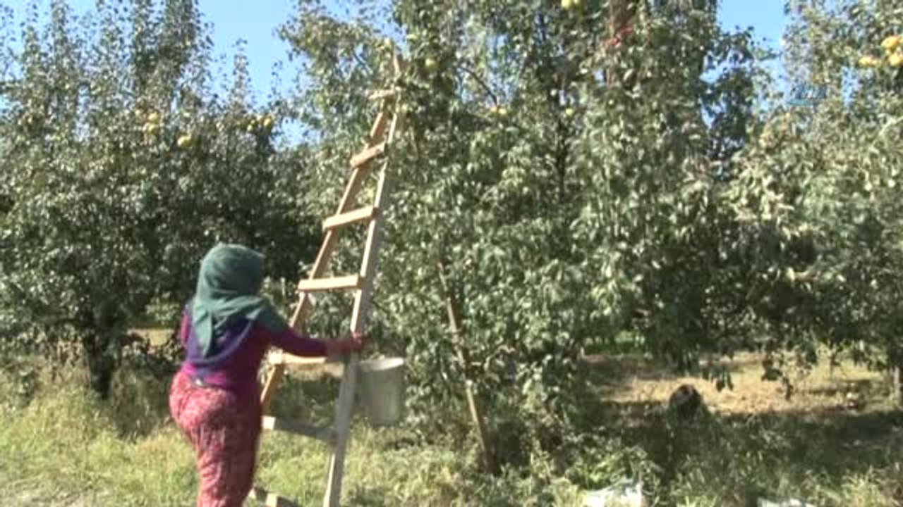 Bir Deveci Armudu, 1 Kilo 155 Gram! Görenler Kavun Zannediyor