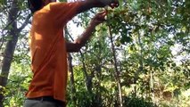 Amazing Net Bird Trap in Cambodia - How To Catch Birds With Net Birds Traps