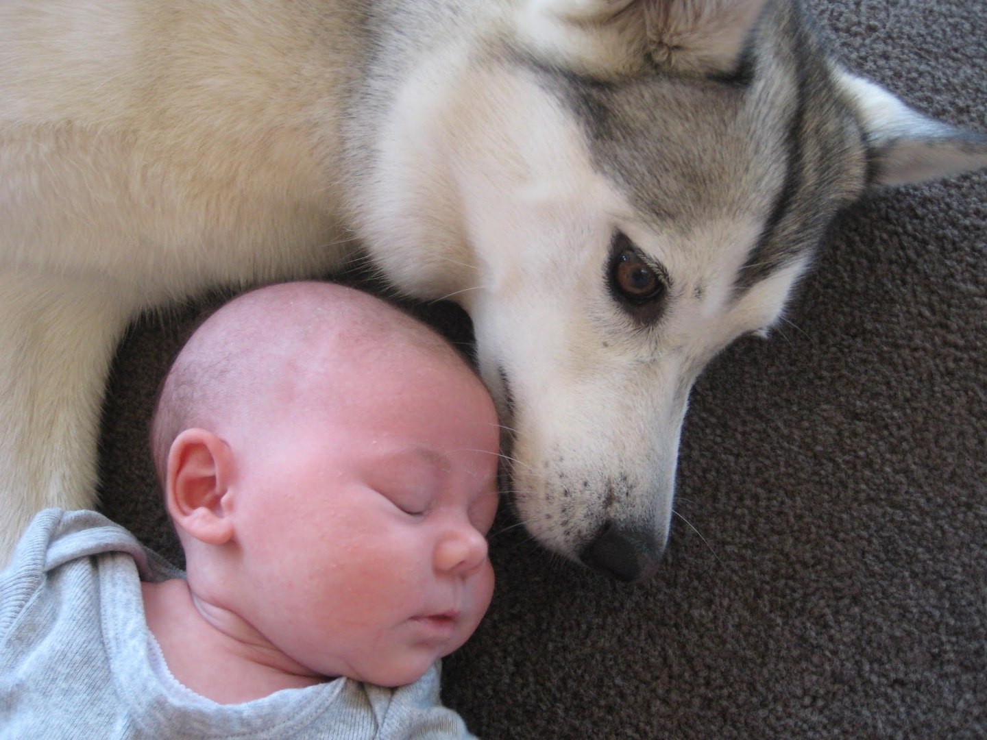 Are Siberian Huskies Good With Toddlers