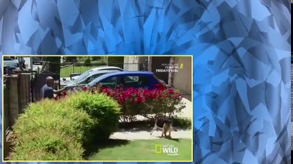 Cesar 911 S04E09 Rocky Road