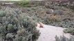 Cute Australian sea lion on Kangaroo Island