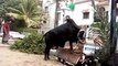Eid ul Adha Cow Ka Hungama - Qurbani- Bakra Eid in Pakistan 2017 - Dailymotion
