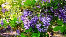 Wisteria- The Most Beautiful Flower On Earth (Ashikaga Flower Park, Japan)