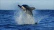 Check Out The Top 6 Epic Shark Dance Moves - SHARK WEEK - Discovery Channel