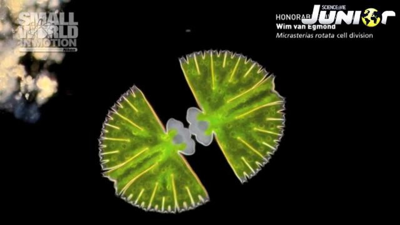zapping Science et Vie Junior #25#