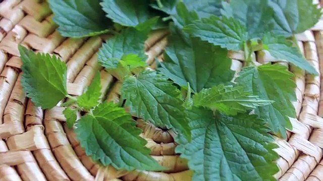 Stinging Nettle, A Nutritive Herb and Energizing Tea