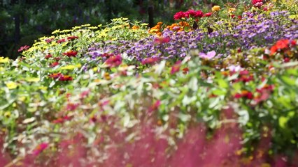 [영상] 가을꽃 향기에 취해 / YTN