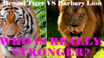 [MP4 1080p] Bengal Tiger VS Barbary Lion Who Would Win A Fight