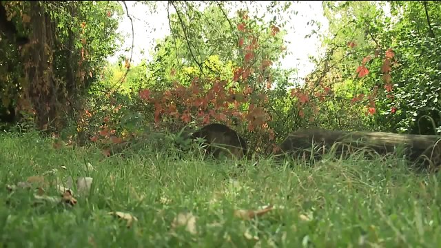 Walker Makes Disturbing Discovery Along Colorado Trail