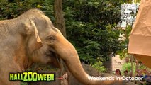 Hippos (Fiona) and Elephants get Pumpkins to Kickoff HallZooween - Cincinnati Zoo