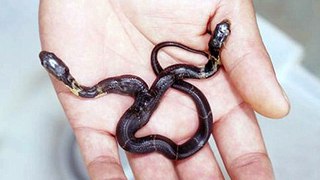 Two-headed snake two headed snake a real video
