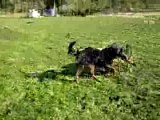 Rottweiler - The fight  (jeu entre chiot rott de 10 mois) Balzac et Bonhomme