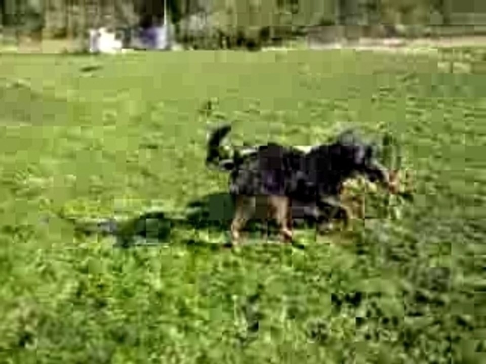 Rottweiler - The fight  (jeu entre chiot rott de 10 mois) Balzac et Bonhomme