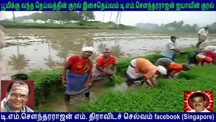 Tamilnadu... Rice farm  song  by  T M Soundararajan Legend