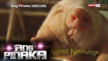 Ang Pinaka: Shocking animal news