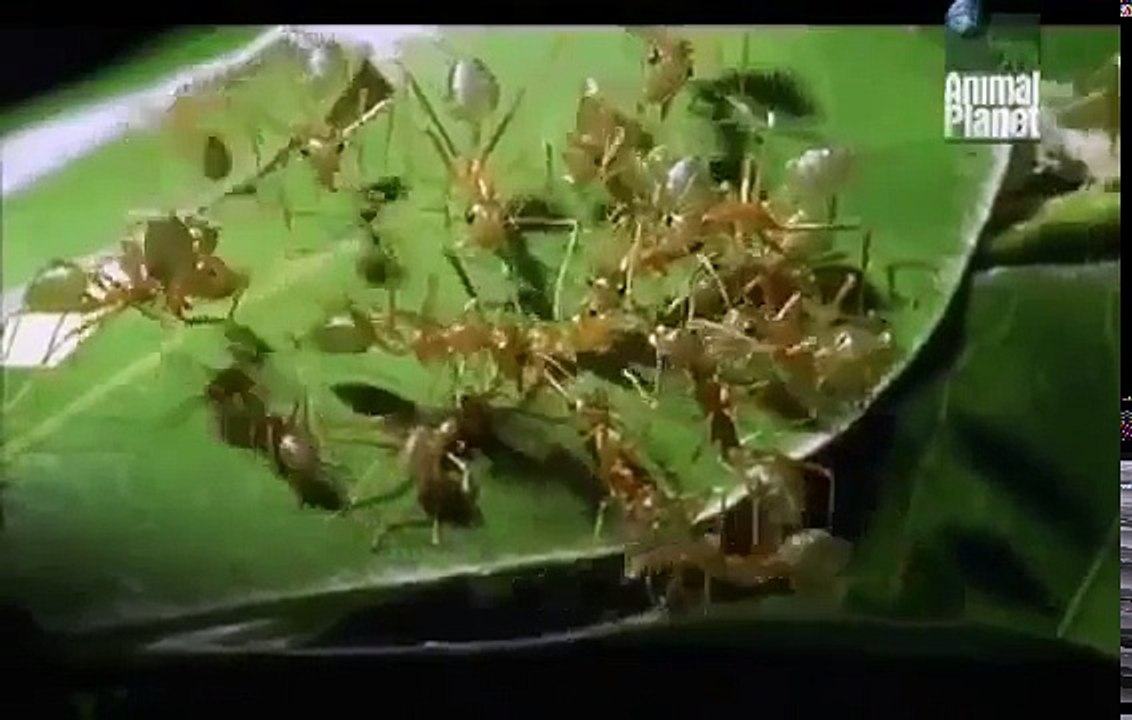 Ants Documentary Channel Tier Dokumentarfilm Alles ber Ameisen Dokumentarfilm
