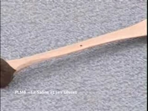 La Saône et ses silures