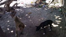 Monkey vs Dog Viral / funny video/ animal attack