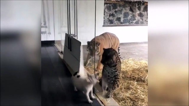 Ce chien cherche les embrouilles à un tigre... Meme pas peur