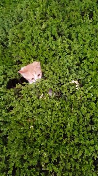 La partie de Cache-cache la plus adorable... Avec des chatons