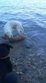 Incroyable, ce chien saute à l'eau pour sauver un faon de la noyade