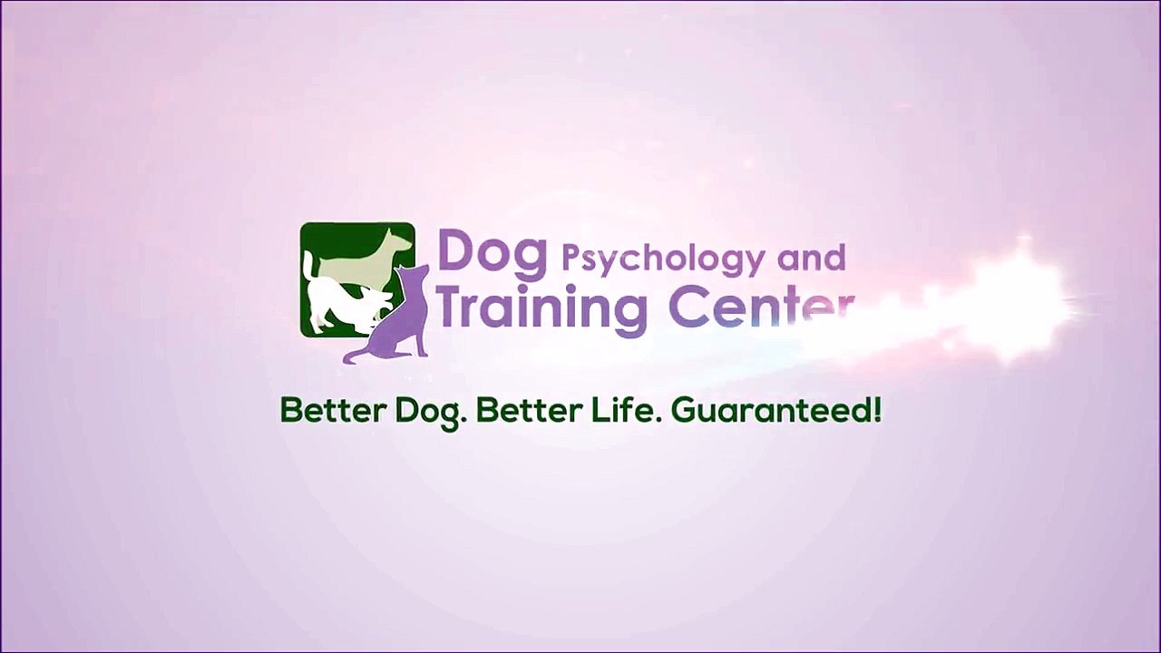 Off-leash Recall Outside Obedience