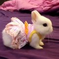 bunny with style