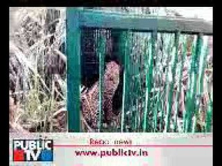 ಮಂಡ್ಯದಲ್ಲಿ ಕೊನೆಗೂ ಬೋನಿಗೆ ಬಿತ್ತು ಚಿರತೆ