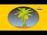 Fruits & Vegetables - Difference Between Fruits & Vegetables - Kids Animation Learn Series