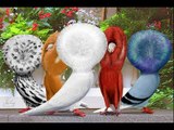 Chim Jacobin & Phong cách thời trang bậc nhất trong thế giới loài chim