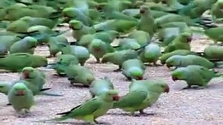 Lot Off Green parrots