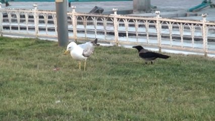 Martı Ile Karganın Et Kavgası: Bakın Hangisi Kazandı