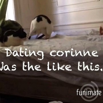 Freckles Chases her Tail to Dead or Alives 80's hit You Spin Me Round